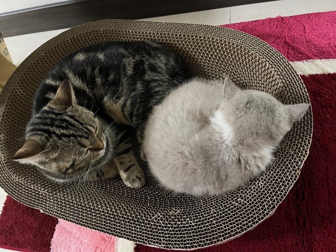 猫粮