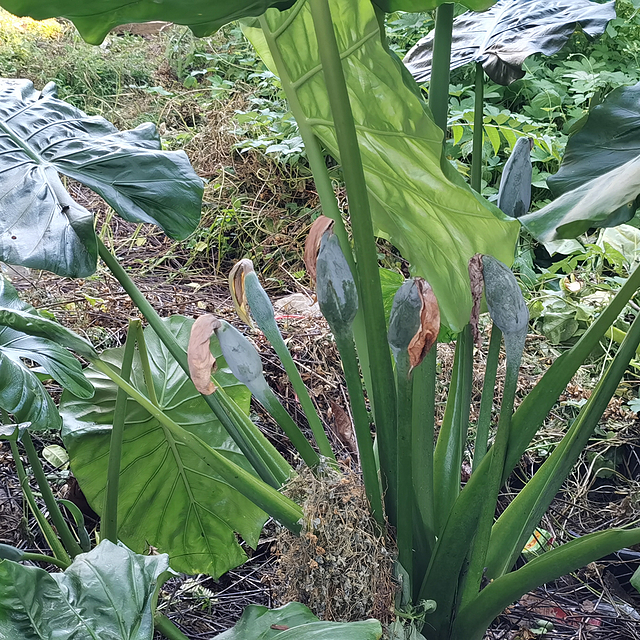 大家都认识这棵植物吗？