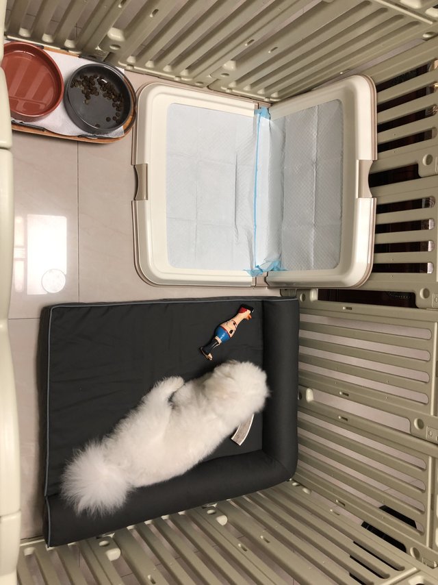 期待狗狗能够早日踏上这么高大上的厕所！！