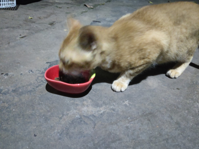 猫咪干粮
