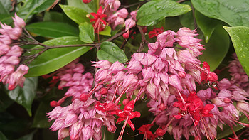 夏天来了，院子里面的花儿，也开始灿烂了