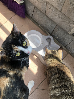 给猫猫准备一个喝水吃饭盘