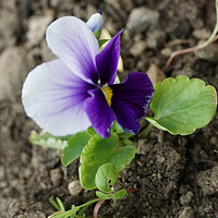 观赏花卉，白紫色的三色堇