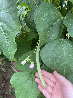 今日小目标：喂饱菜园子里的麻蚊子