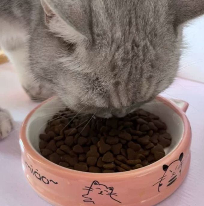 猫粮