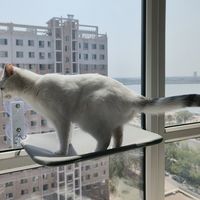 听说猫猫也得常晒太阳，安排一下