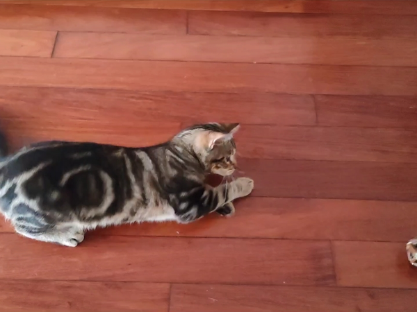 6毛钱的快乐 一秒上瘾