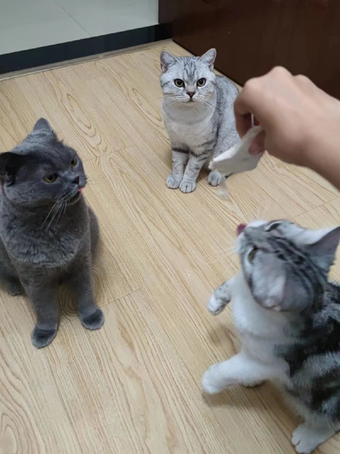 盒边猫咪冻干零食