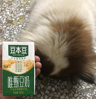 豆本豆豆奶