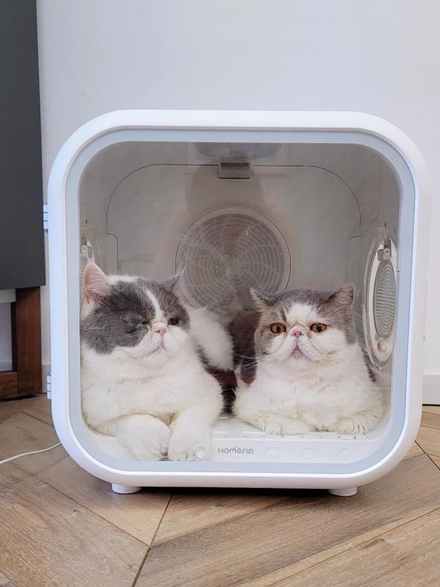 这个猫咪烘干机我认为很值