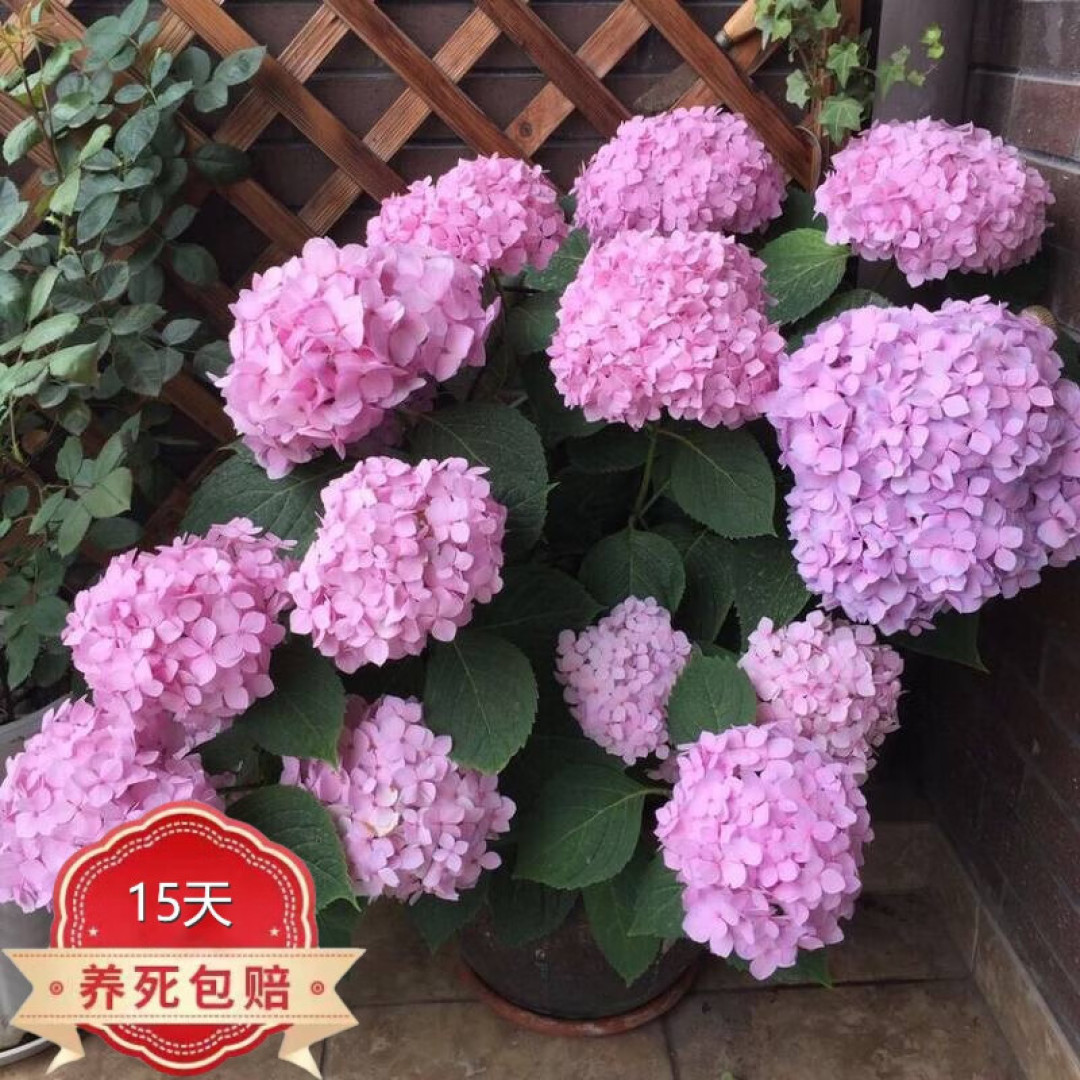 非常好养的绣球花,我最喜欢的一种花卉
