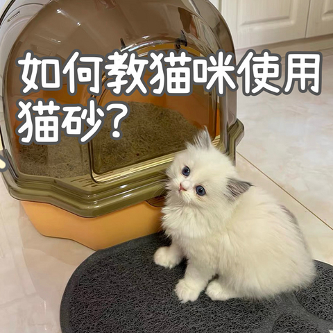 如何教猫咪使用猫砂？