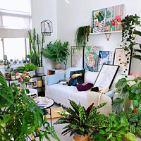 9种绿植，自带高级感，养在客厅高大上，在家爱上大自然