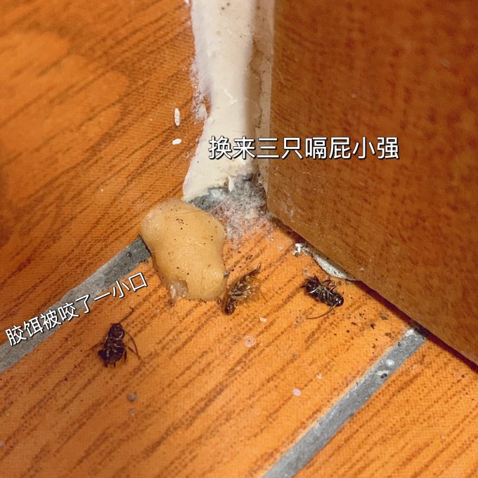 超威灭蟑螂