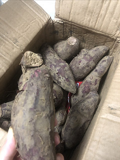 又大又甜的紫薯，谁不爱呢