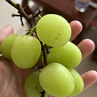 葡萄是一种美味可口的水果