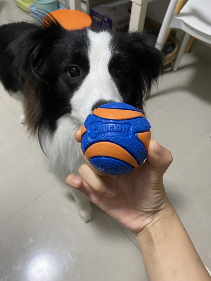 狗玩具