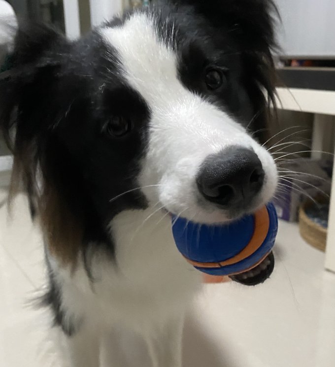 狗玩具