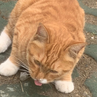 这小橘猫怎么吃东西还漏舌头？正常吗？