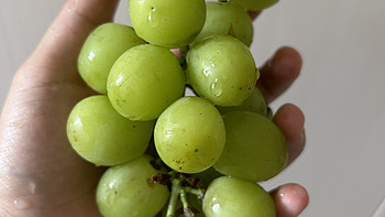 葡萄是一种美味可口的水果，它具有丰富的营养价值和独特的口感。葡萄的外皮光滑而有弹性﻿