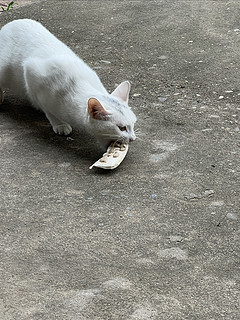 土猫的大餐，盒边家的鸡胸肉