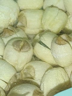 有必要买点莲子放着