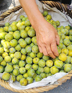 现在是吃李子的季节，这种青色的李子你吃过