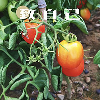 记录美好生活，自己栽植的黄瓜、番茄熟啦！