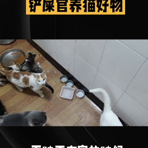 铲屎官养猫好物！拒绝智商税！