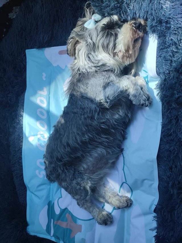 宠物冰垫凉席垫子夏天好物