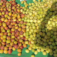 新疆的水果季从杏子开始