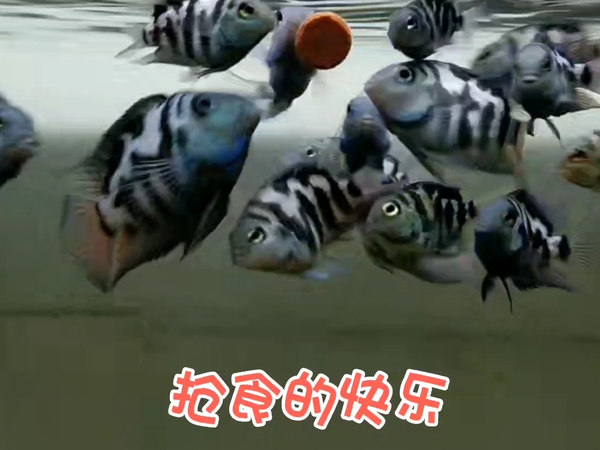 养鱼人的美好生活，看鱼儿抢食的快乐