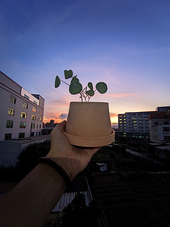 一颗好玩的植物也可以治愈生活的抑郁