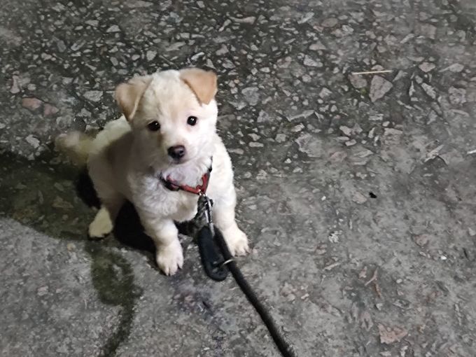 狗狗驱虫