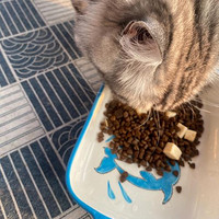 小安心猫粮——陪伴成长的味道