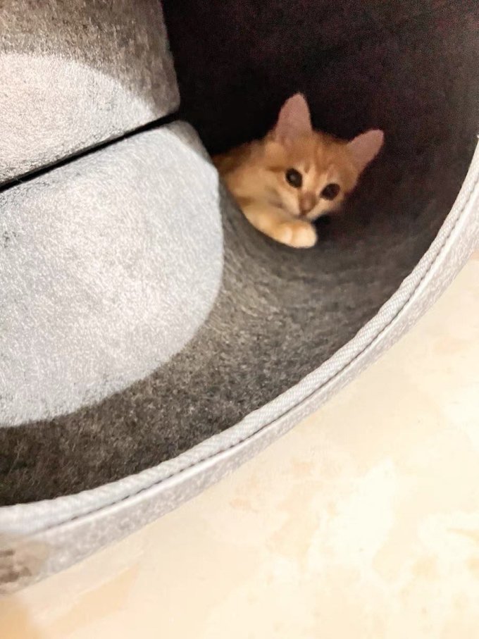 猫狗窝