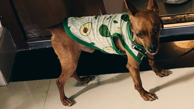 阿莫尔狗狗服饰