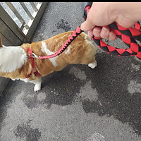 派乐特狗绳3件套是一款专为小型犬如泰迪设计的宠物用品套装
