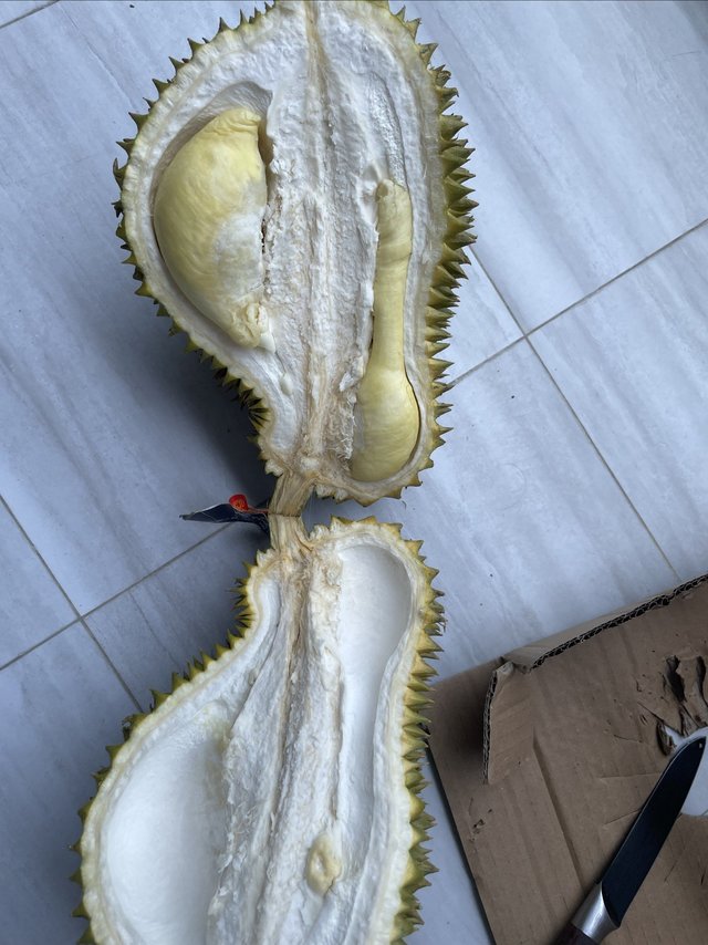 冤种榴莲