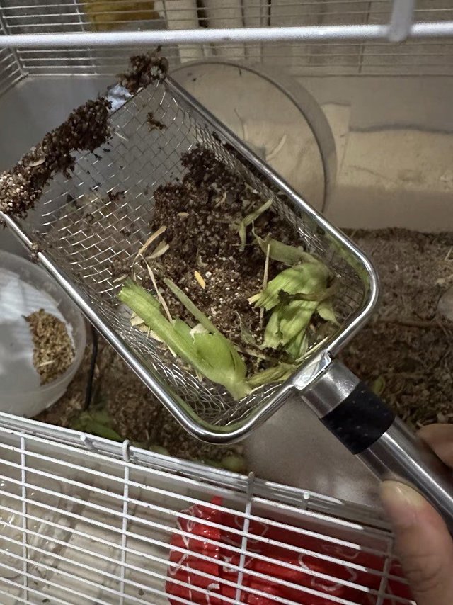 猫砂铲子细孔铲屎神器小孔膨润土矿砂不锈钢
