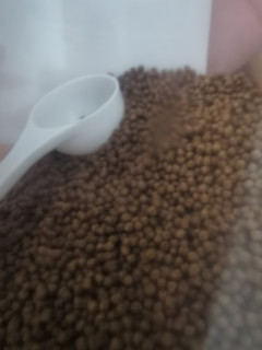 皮实好养的草金鱼