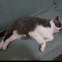 猫大爷