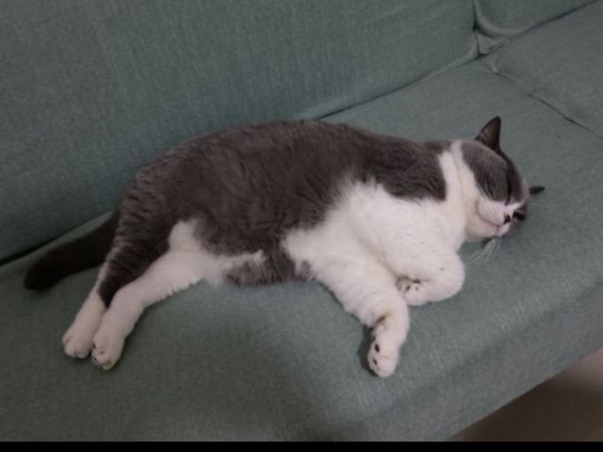华元宠具猫砂盆