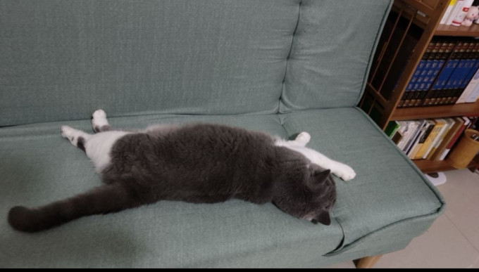 华元宠具猫砂盆