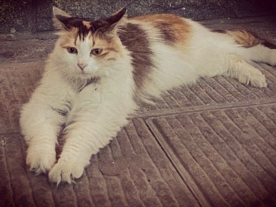 抓拍到一些小可爱