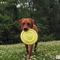 狗狗玩飞盘,那才是专业对口吧
