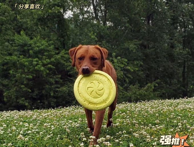 星记狗飞盘