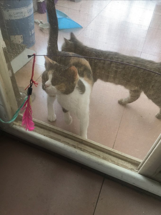 欢宠网猫玩具