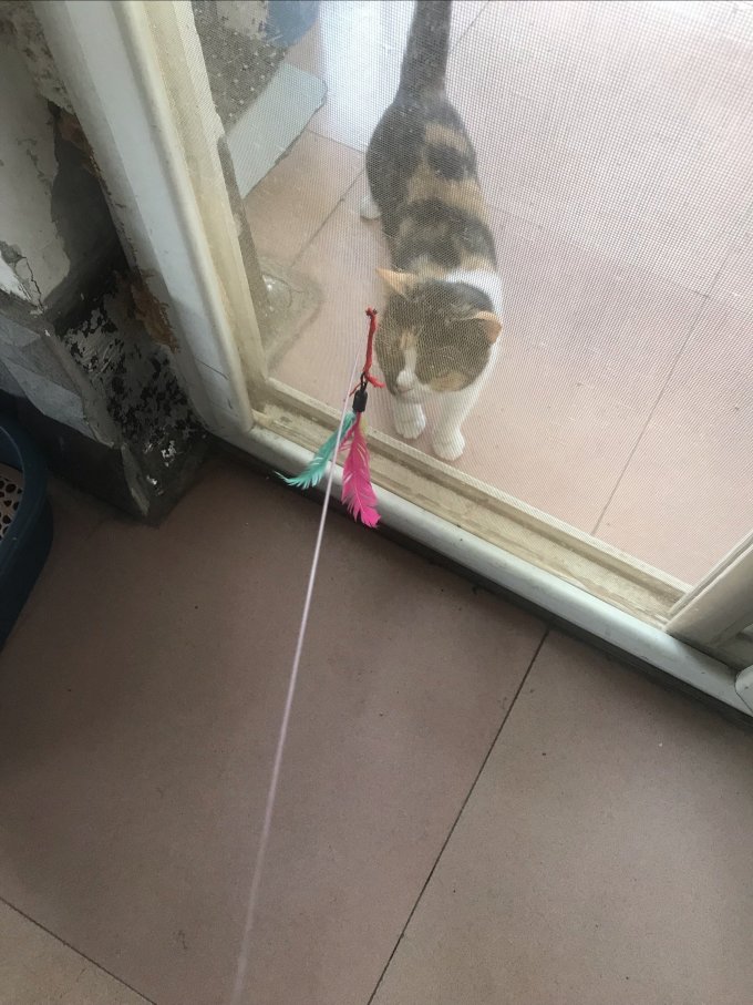 欢宠网猫玩具