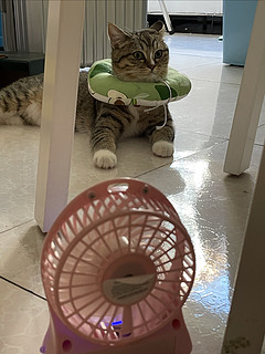 夏天怎么能没有一个风扇呢，猫也可以用